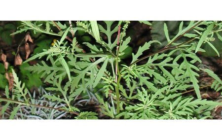 Faites la guerre à l’herbe à poux!