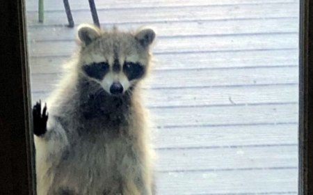 Comment éloigner les ratons laveurs de votre maison