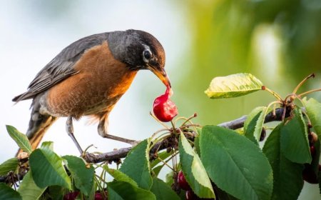 Comment éloigner les oiseaux des arbres fruitiers?