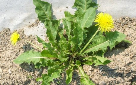 Comment se débarrasser des mauvaises herbes dans le jardin?