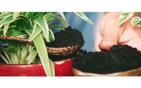 Pourquoi recycler le marc de café et les feuilles de thé infusées?