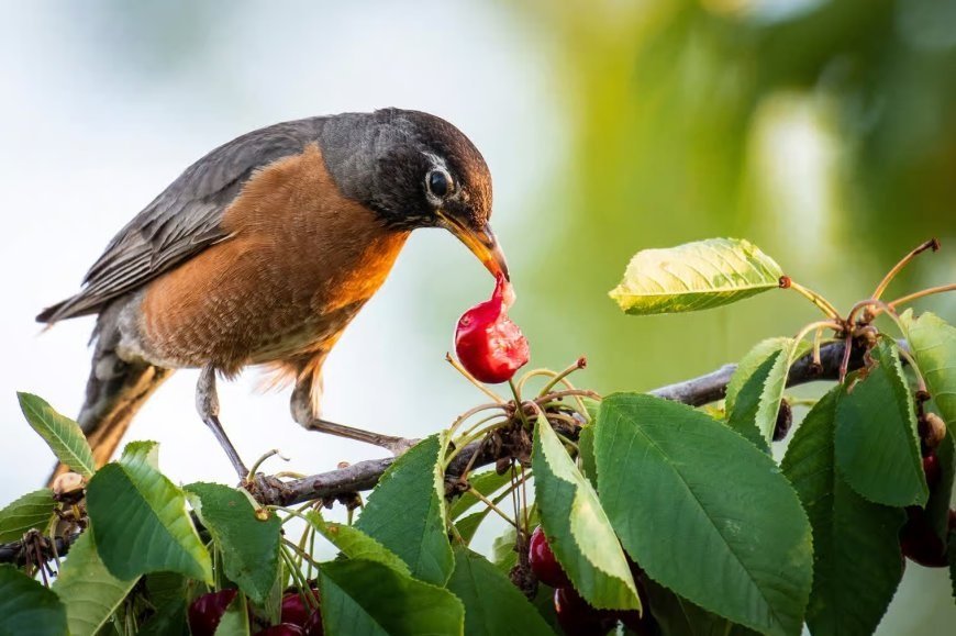 Comment éloigner les oiseaux des arbres fruitiers?