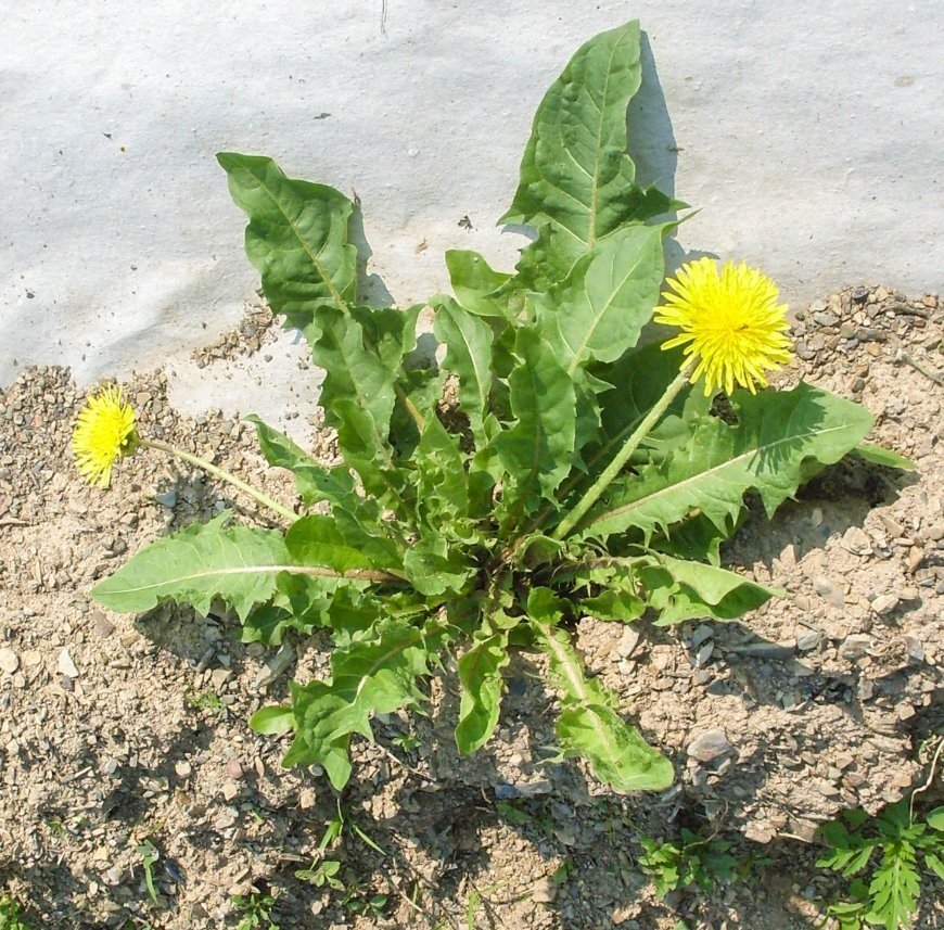 Comment se débarrasser des mauvaises herbes dans le jardin?