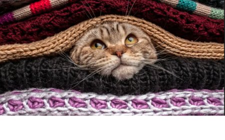 À quelle température votre chat a-t-il froid ?