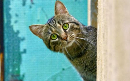 Quelle est l’espérance de vie réelle d’un chat?