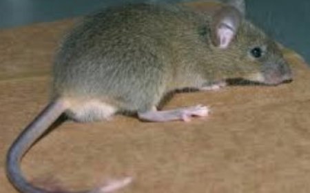 Comment se débarrasser des souris