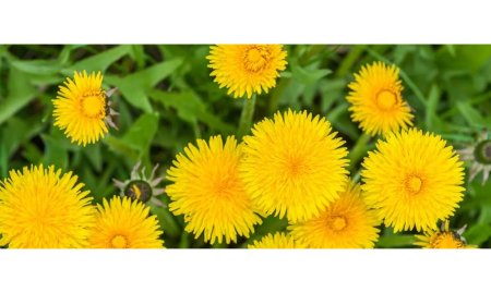 Défi Pissenlits : Donnez un coup de pouce aux pollinisateurs!