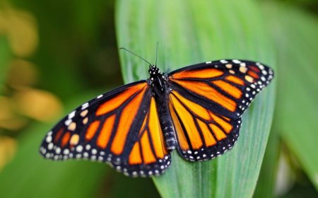 Le monarque a besoin de vous pour survivre