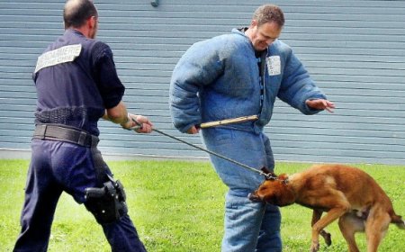 Incidence d'une  morsure