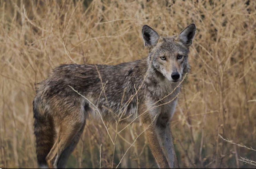 Comment survivre à une attaque de coyote enragé