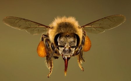 Venin d’abeille pour aider contre le cancer du sein