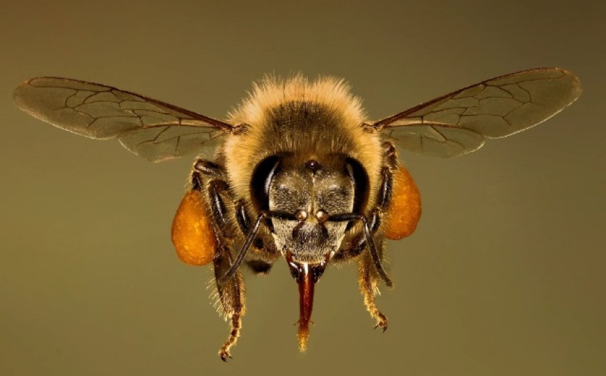 Venin d’abeille pour aider contre le cancer du sein