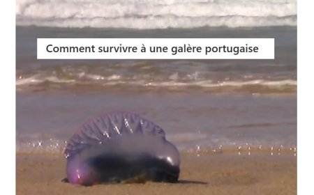 Une galère portugaise