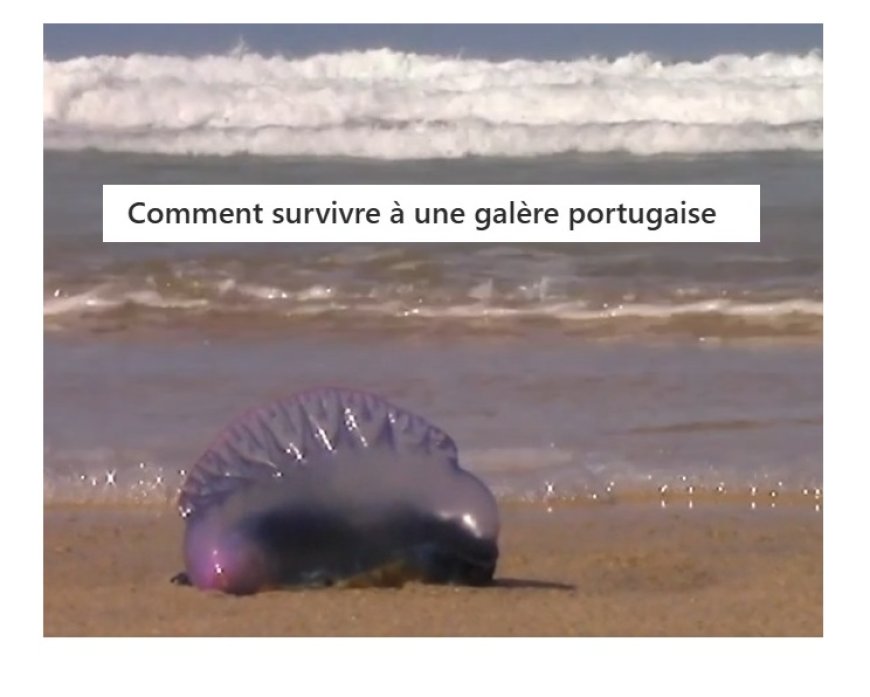 Une galère portugaise