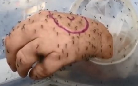 Comment survivre à une infestation de moustiques ?