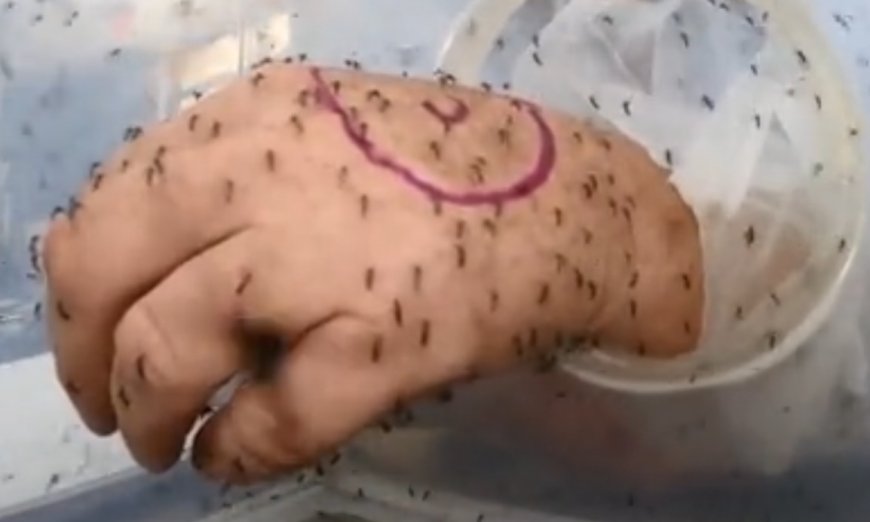 Comment survivre à une infestation de moustiques ?