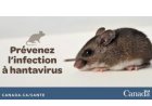 Hantavirus