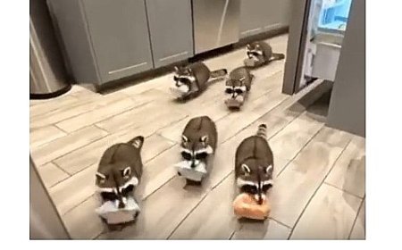 Des ratons laveurs des voleurs de nourriture !