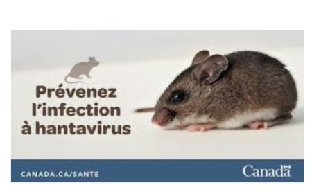 Hantavirus