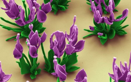 Ces « nanofleurs » pour recharger nos vieilles cellules... sous peu