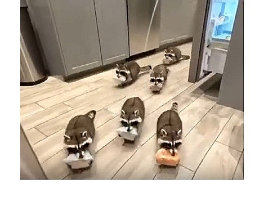 Des ratons laveurs des voleurs de nourriture !