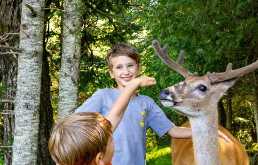 Activités l'été au Québec pour des jeunes de 8 à 12 ans
