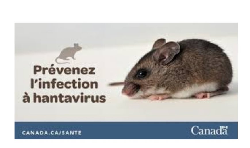 Hantavirus