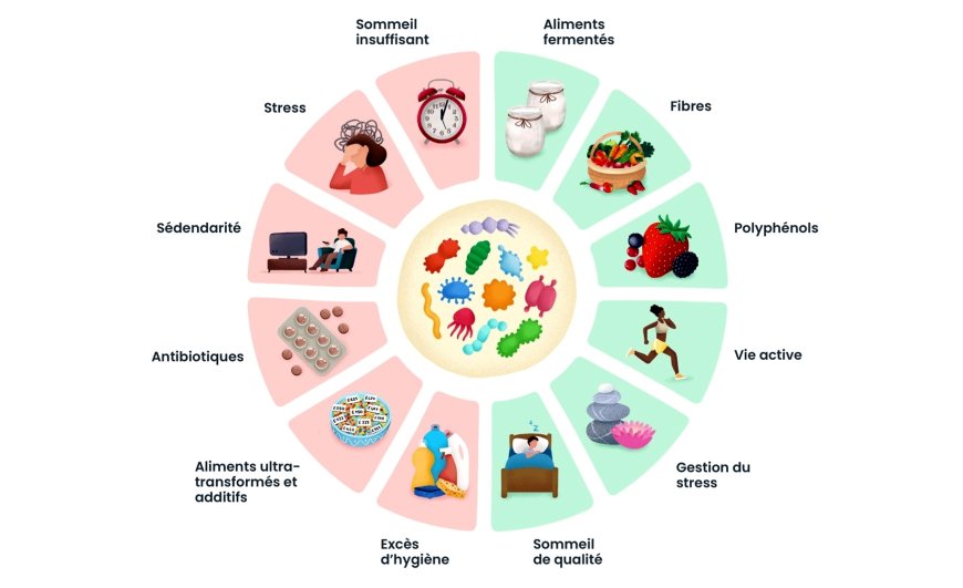 Quelles bactéries sont associées à une bonne santé ?