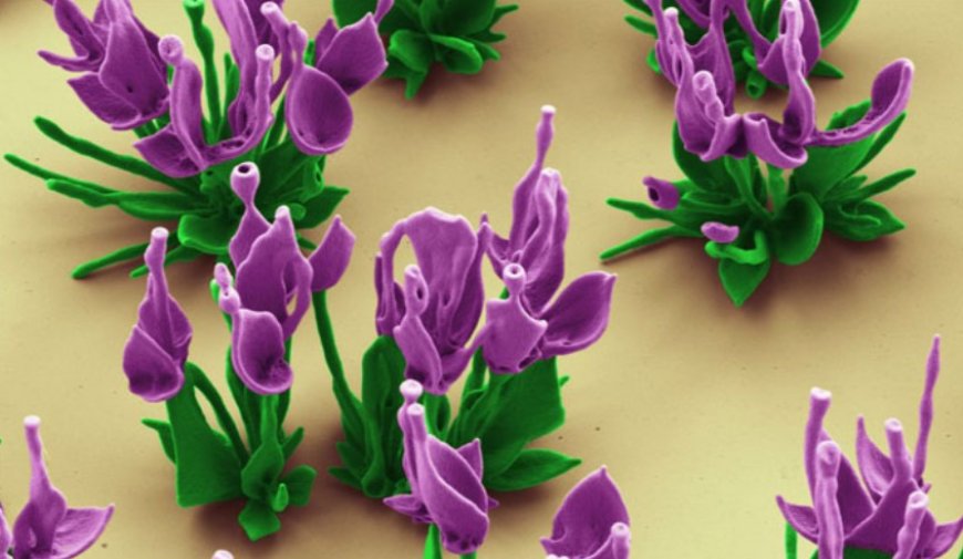 Ces « nanofleurs » pour recharger nos vieilles cellules... sous peu