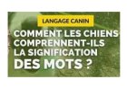Liste des mots les plus faciles à apprendre à un chien