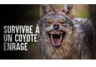 Que faire avec un coyote enragé?