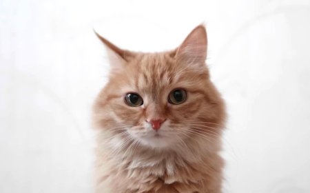 Les 5 mots que votre chat comprend vraiment...