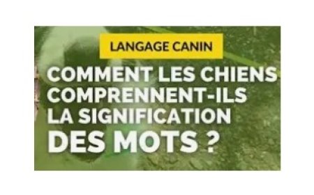 Liste des mots les plus faciles à apprendre à un chien