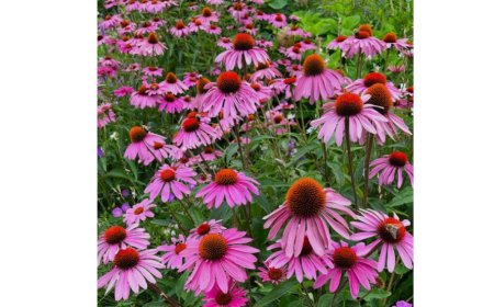 L'échinacée est aussi un remède contre le rhume et maux de gorge.