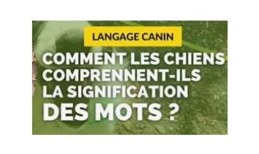 Liste des mots les plus faciles à apprendre à un chien
