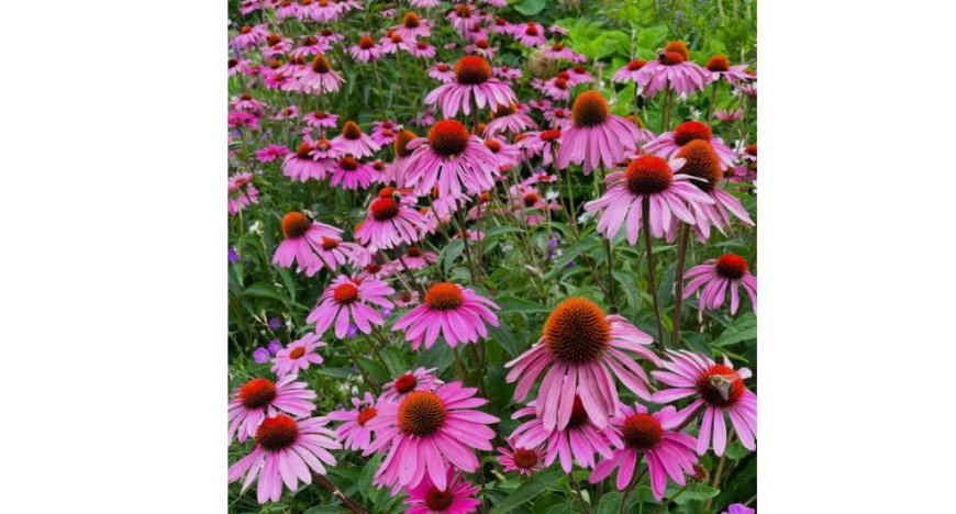 L'échinacée est aussi un remède contre le rhume et maux de gorge.