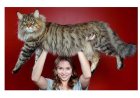 Le chat «Le maine coon»