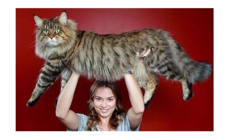 Le chat «Le maine coon»