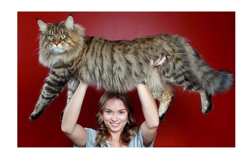 Le chat «Le maine coon»