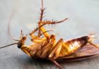 Comment éliminer les cafards et les fourmis