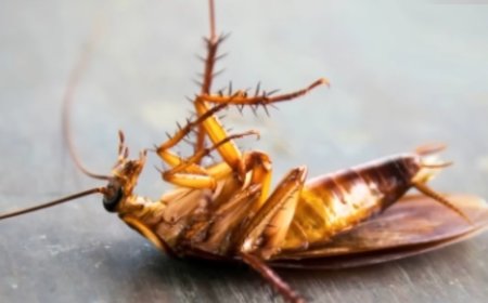 Comment éliminer les cafards et les fourmis