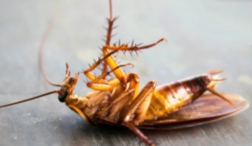 Comment éliminer les cafards et les fourmis
