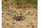 Comment se débarrasser des fourmis dans un jardin ?