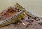 Le poisson *périophtalme* se promène sur la terre et dans l'eau!
