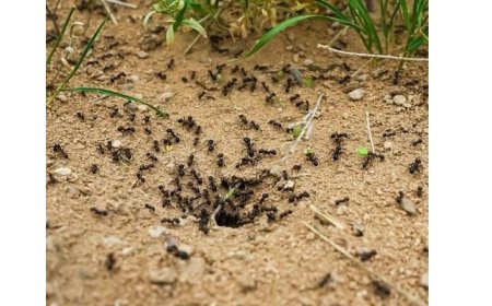 Comment se débarrasser des fourmis dans un jardin ?