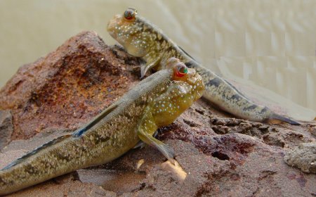 Le poisson Périophtalme se promène sur la terre
