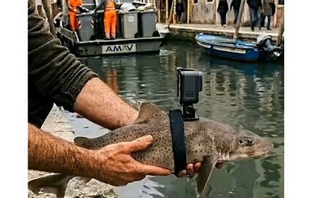 Venise sous les canaux - Poisson espion !!!
