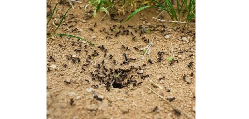 Comment se débarrasser des fourmis dans un jardin ?