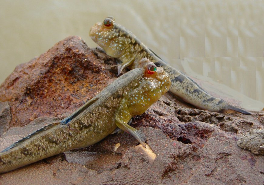 Le poisson *périophtalme* se promène sur la terre et dans l'eau!