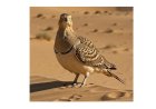 Le Ganga cata - L'oiseau qui se transforme en éponge pour survivre à l'enfer du désert !
